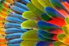 Feather design comprised of macaw feathers along with parrot feathers. Art Print